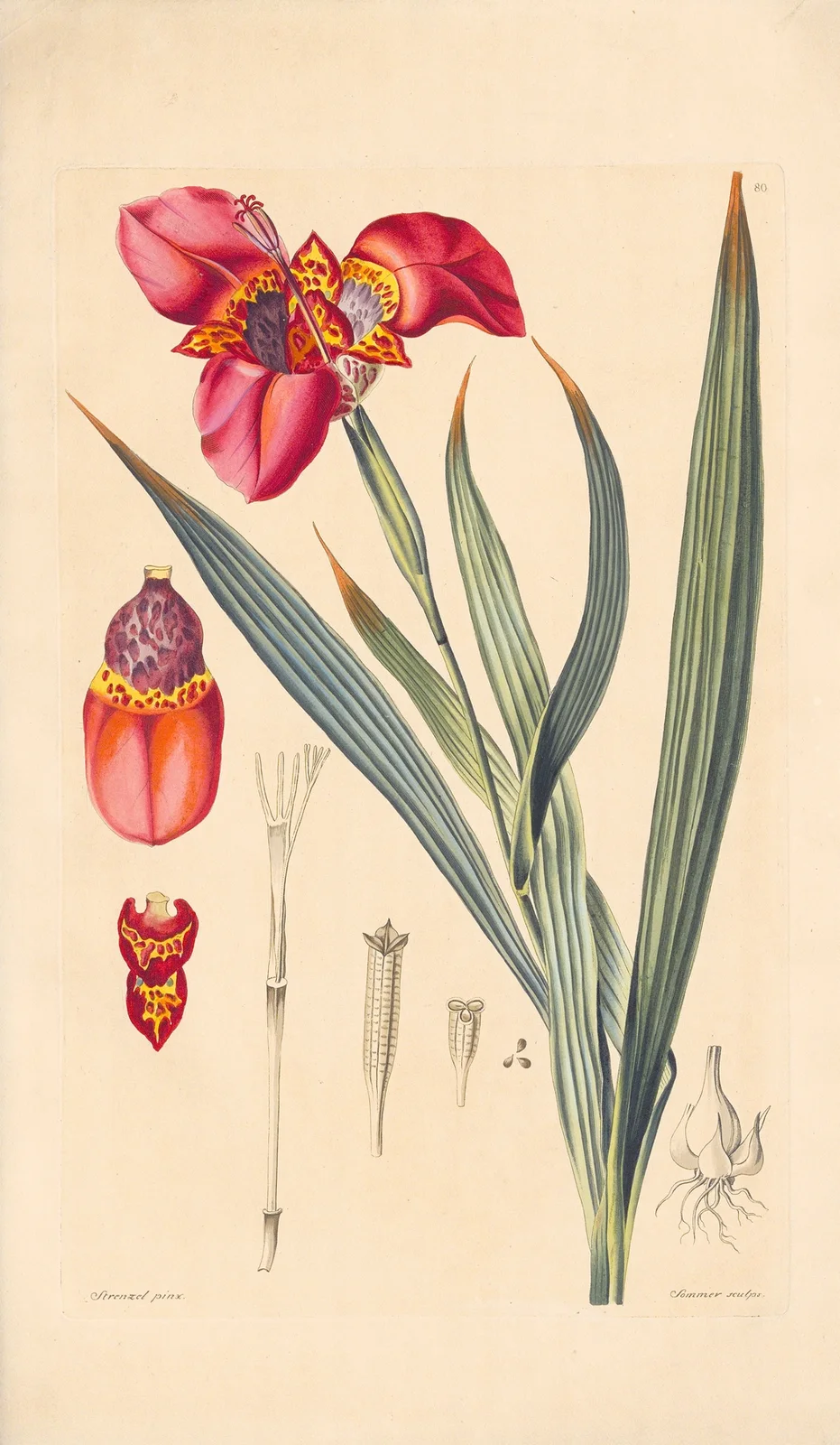Tigridia pavonia av Leopold Trattinnick