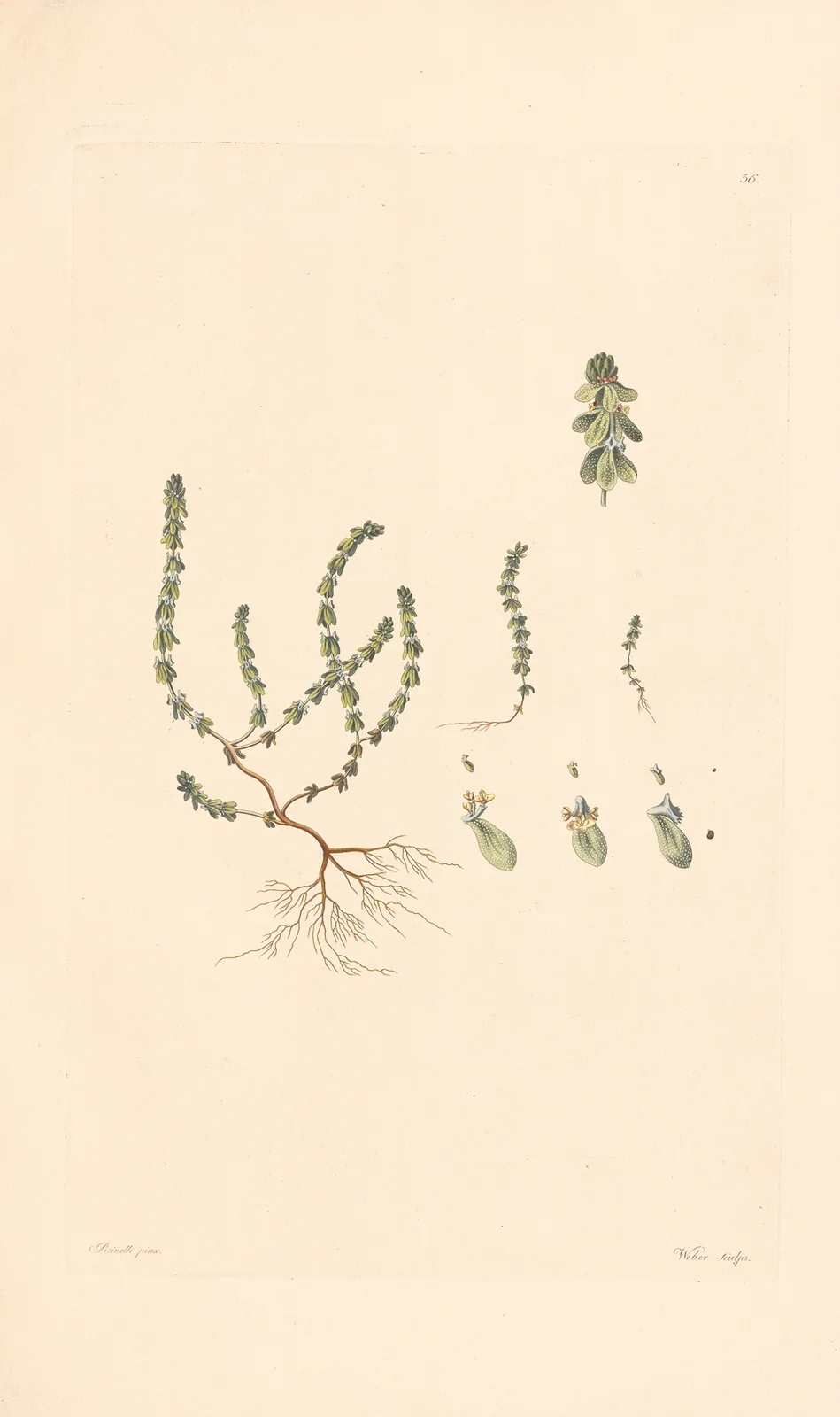 Vailantia muralis av Leopold Trattinnick