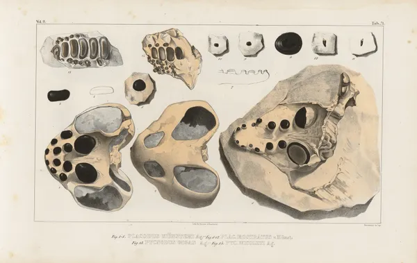 Recherches sur les poissons fossiles Pl.247 av Louis Agassiz