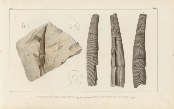 Recherches sur les poissons fossiles Pl.278 av Louis Agassiz