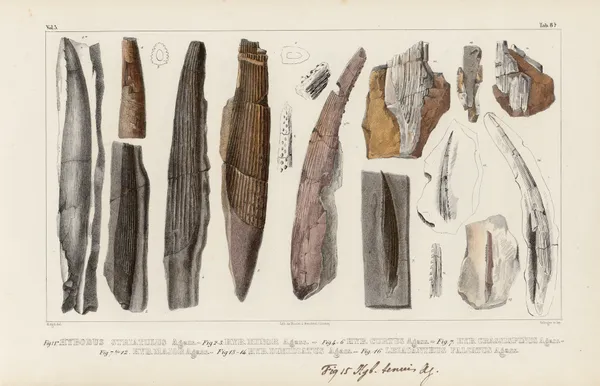 Recherches sur les poissons fossiles Pl.283 av Louis Agassiz