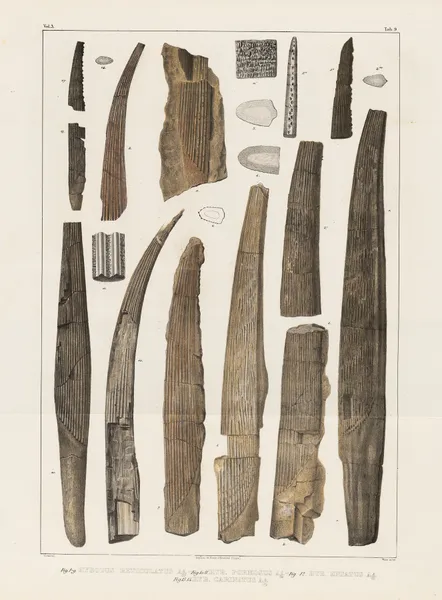 Recherches sur les poissons fossiles Pl.284 av Louis Agassiz