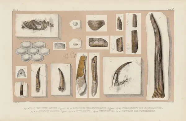 Recherches sur les poissons fossiles Pl.287 av Louis Agassiz