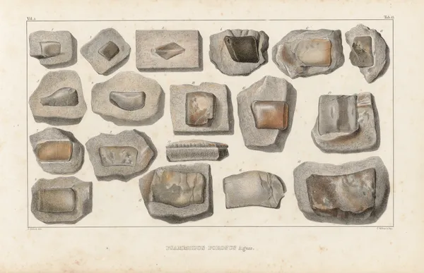 Recherches sur les poissons fossiles Pl.290 av Louis Agassiz