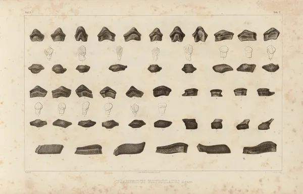 Recherches sur les poissons fossiles Pl.294 av Louis Agassiz