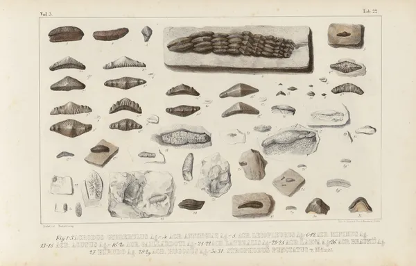 Recherches sur les poissons fossiles Pl.299 av Louis Agassiz