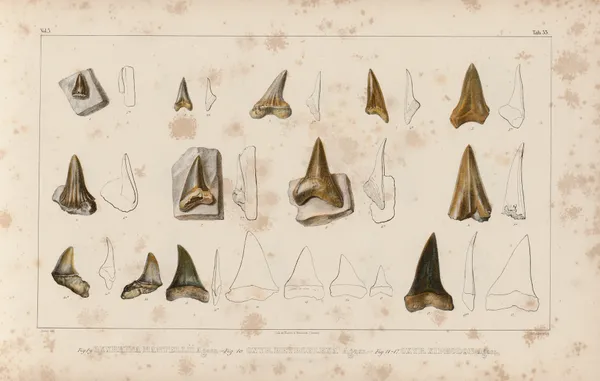 Recherches sur les poissons fossiles Pl.316 av Louis Agassiz