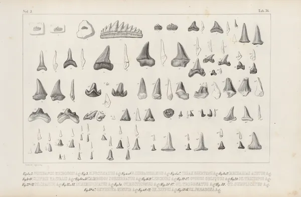 Recherches sur les poissons fossiles Pl.319 av Louis Agassiz