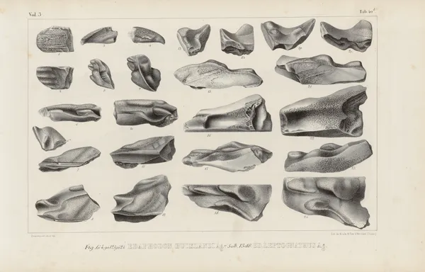 Recherches sur les poissons fossiles Pl.328 av Louis Agassiz