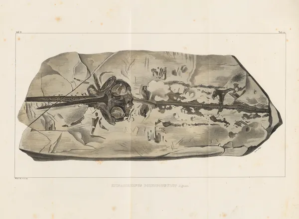 Recherches sur les poissons fossiles Pl.330 av Louis Agassiz