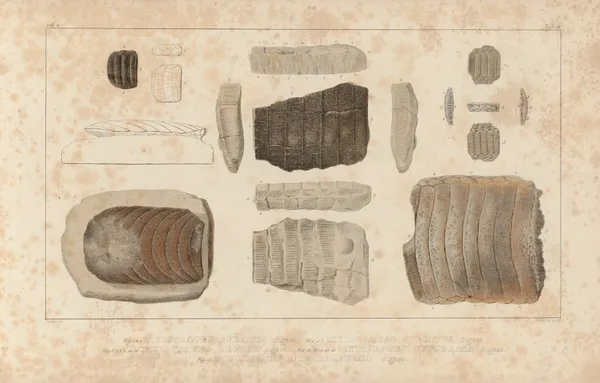 Recherches sur les poissons fossiles Pl.334 av Louis Agassiz