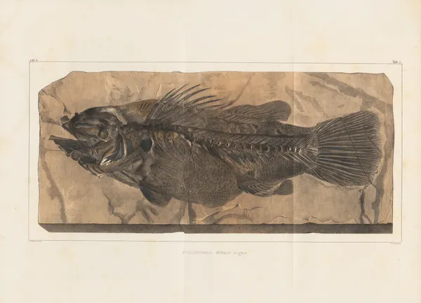 Recherches sur les poissons fossiles Pl.348 av Louis Agassiz