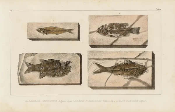 Recherches sur les poissons fossiles Pl.360 av Louis Agassiz