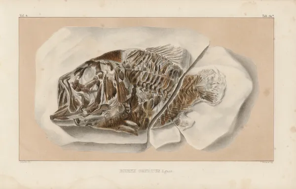Recherches sur les poissons fossiles Pl.362 av Louis Agassiz
