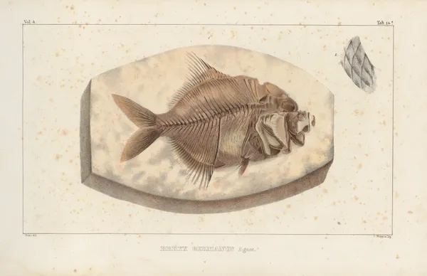 Recherches sur les poissons fossiles Pl.366 av Louis Agassiz