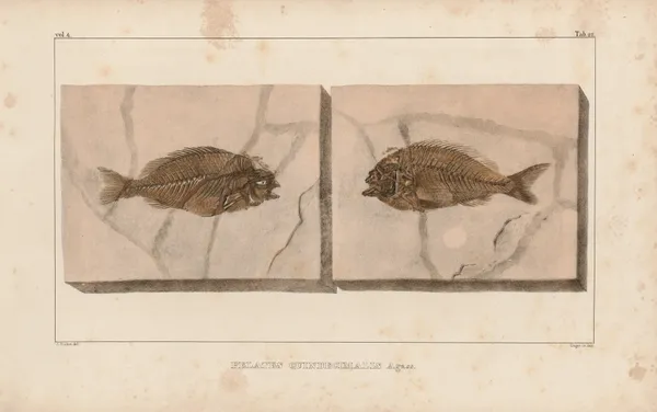 Recherches sur les poissons fossiles Pl.373 av Louis Agassiz