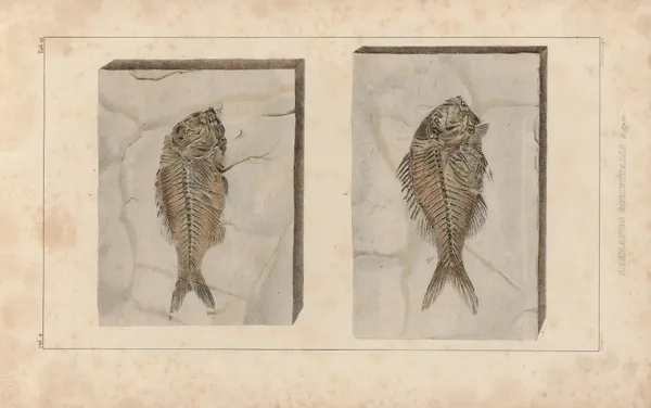 Recherches sur les poissons fossiles Pl.374 av Louis Agassiz