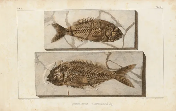 Recherches sur les poissons fossiles Pl.375 av Louis Agassiz