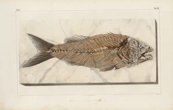 Recherches sur les poissons fossiles Pl.376 av Louis Agassiz