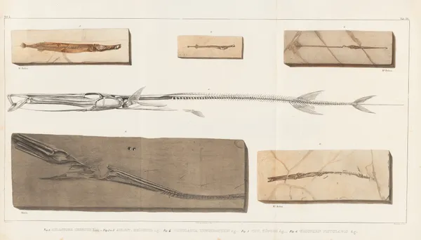 Recherches sur les poissons fossiles Pl.385 av Louis Agassiz