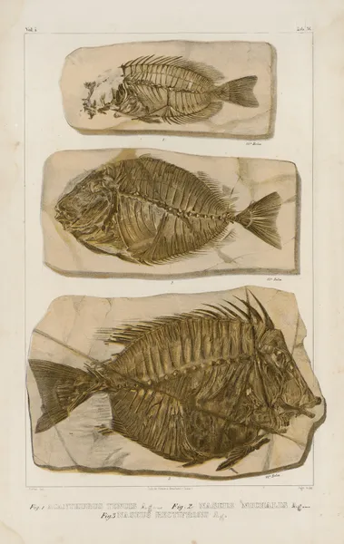 Recherches sur les poissons fossiles Pl.386 av Louis Agassiz