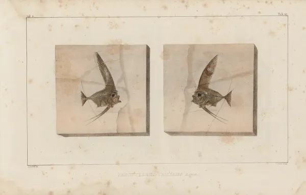 Recherches sur les poissons fossiles Pl.387 av Louis Agassiz