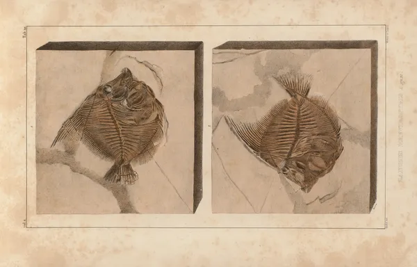 Recherches sur les poissons fossiles Pl.389 av Louis Agassiz