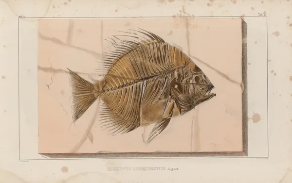 Recherches sur les poissons fossiles Pl.391 av Louis Agassiz