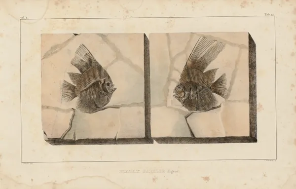 Recherches sur les poissons fossiles Pl.394 av Louis Agassiz
