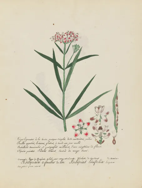 Asclepias linifolia av Jean Baptiste Louis Letellier