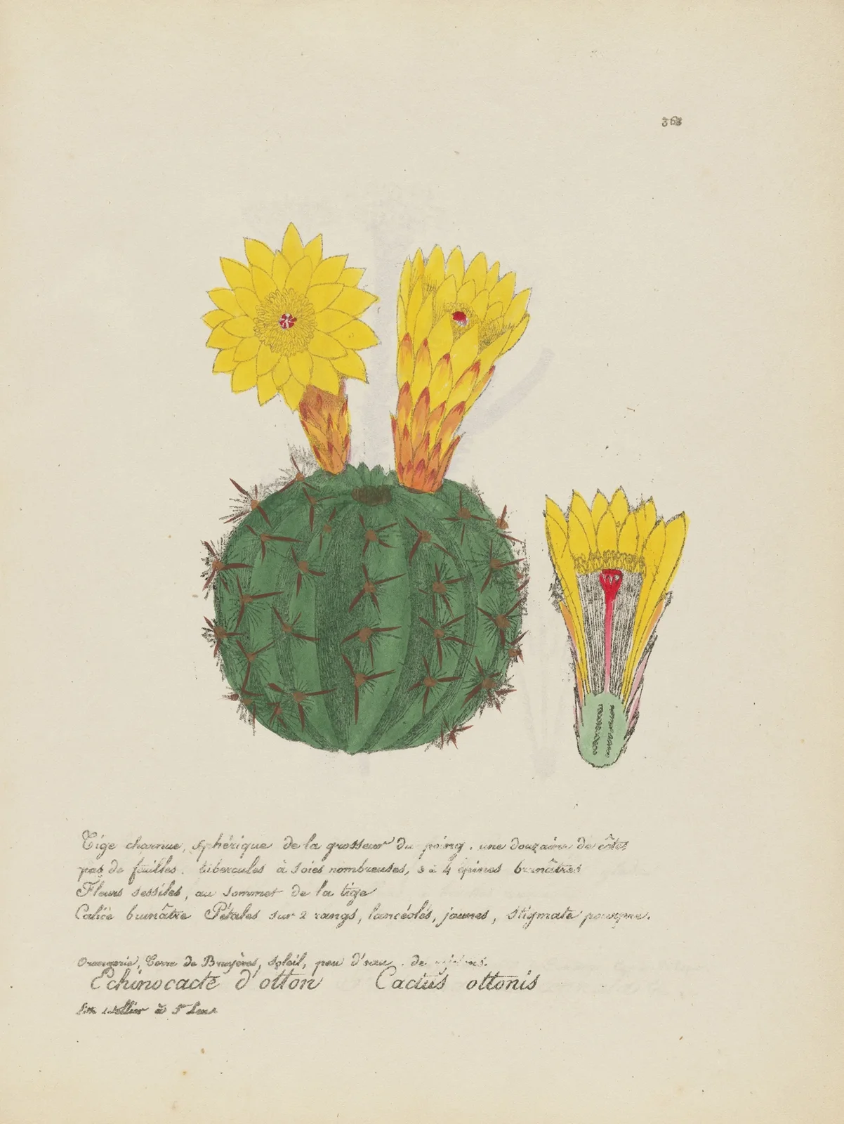 Cactus ottonis av Jean Baptiste Louis Letellier