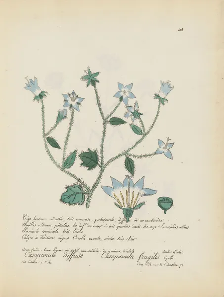 Campanula fragilis av Jean Baptiste Louis Letellier