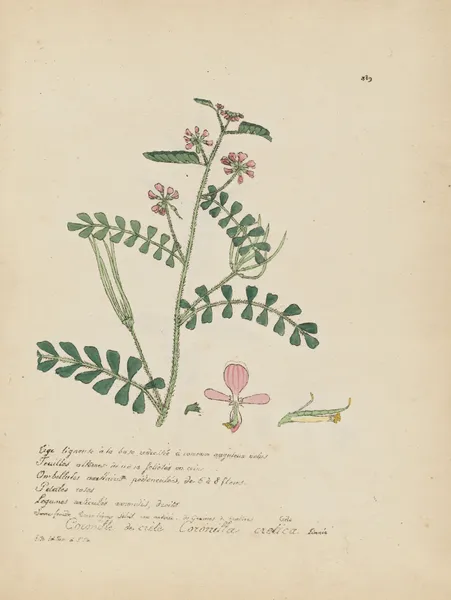 Coronilla cretica av Jean Baptiste Louis Letellier