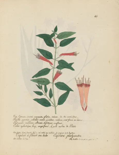 Cuphaea platycentra av Jean Baptiste Louis Letellier