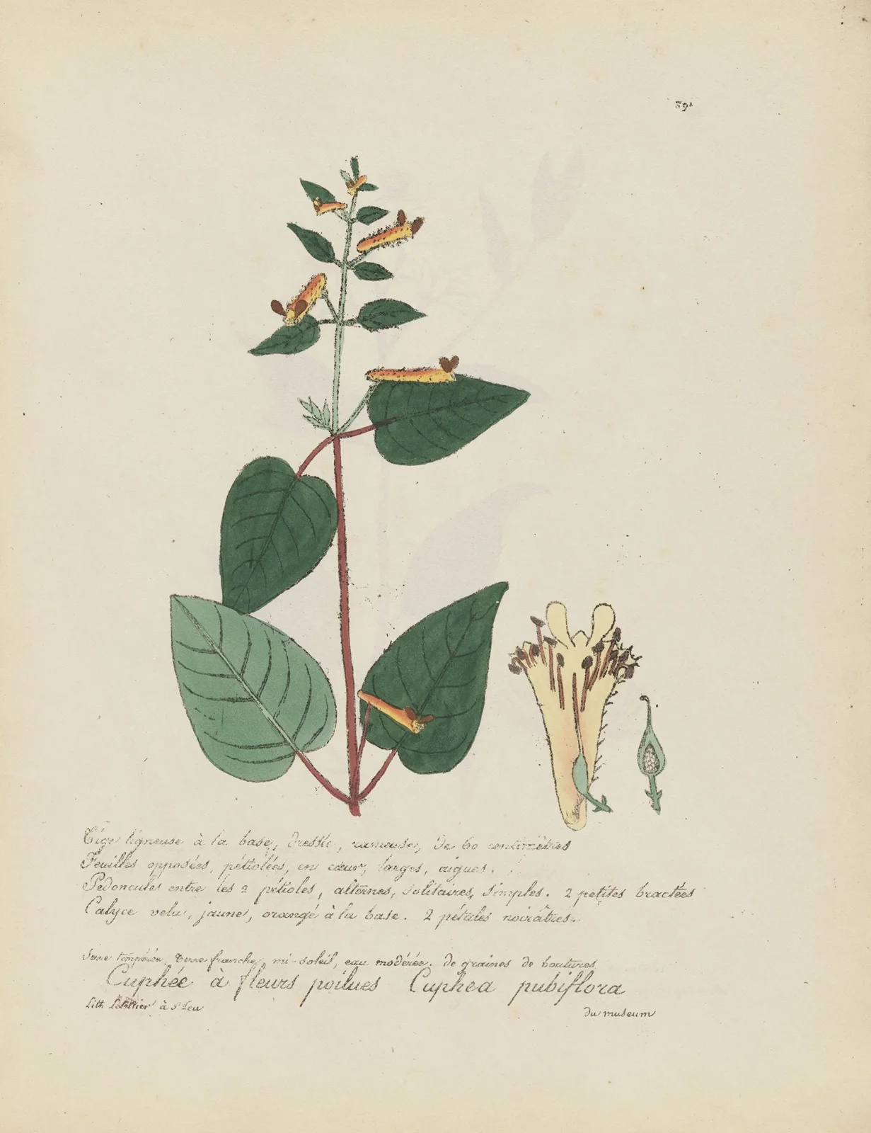 Cuphea pubiflora av Jean Baptiste Louis Letellier
