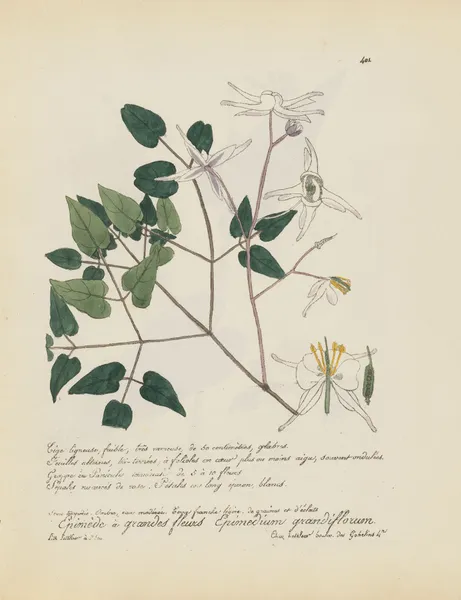 Epimedium grandiflorum av Jean Baptiste Louis Letellier
