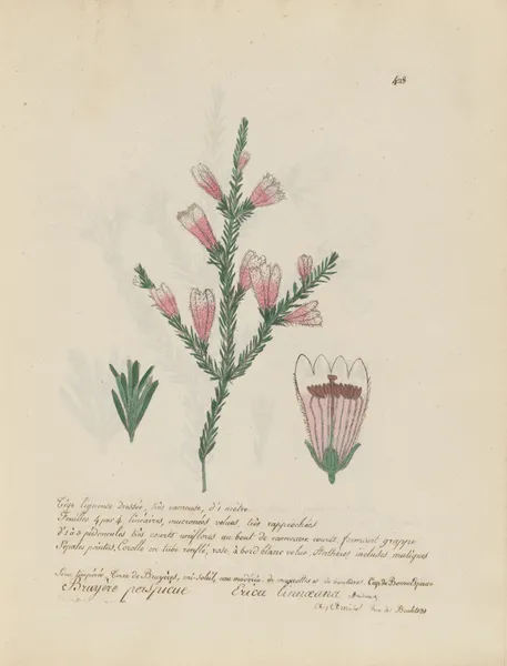 Erica linnaeana av Jean Baptiste Louis Letellier