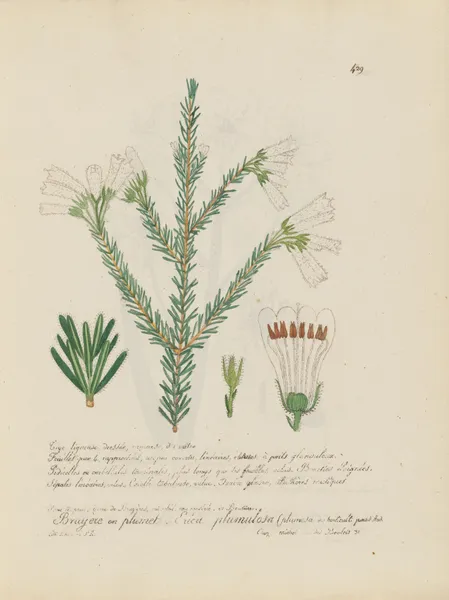 Erica plumulosa av Jean Baptiste Louis Letellier