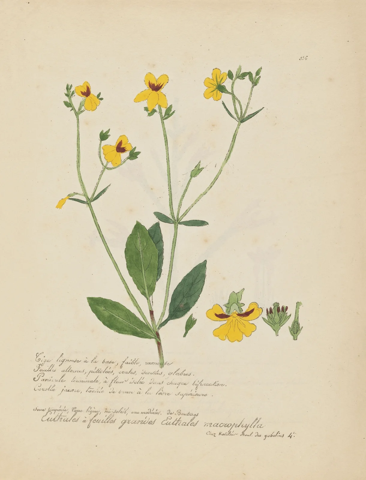 Euthales macrophylla av Jean Baptiste Louis Letellier