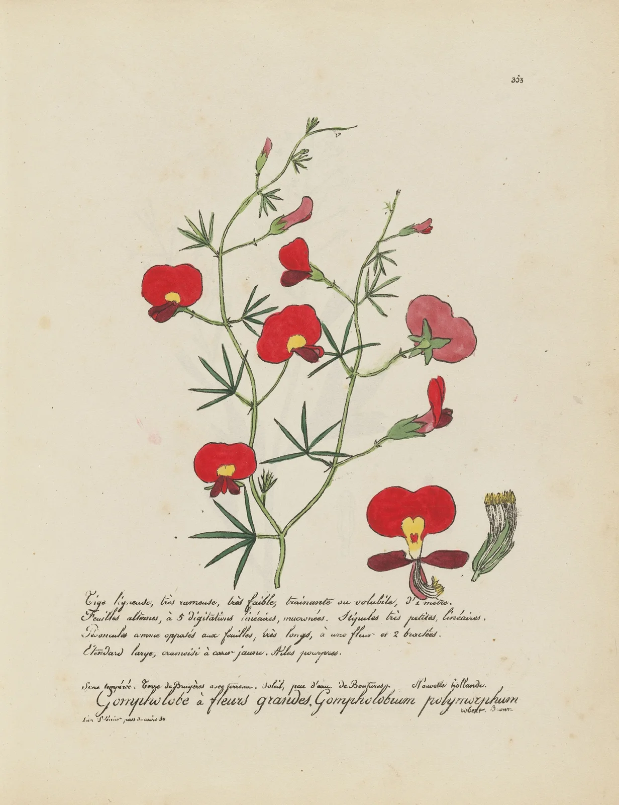 Gompholobium polymorphum av Jean Baptiste Louis Letellier