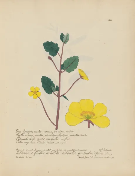 Hibbertia grossulariaefolia av Jean Baptiste Louis Letellier