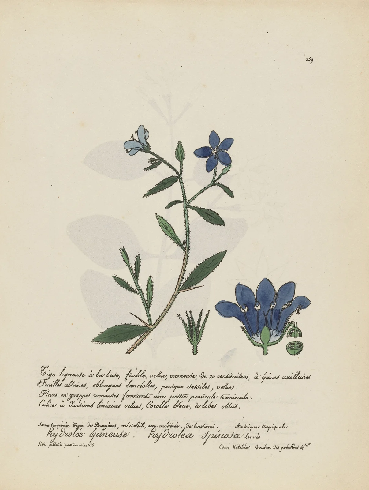 Hydrolea spinosa av Jean Baptiste Louis Letellier