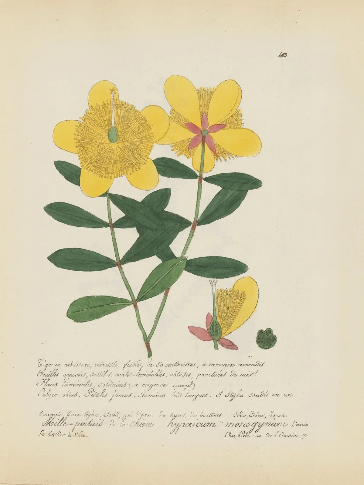 Hypericum monogynum av Jean Baptiste Louis Letellier
