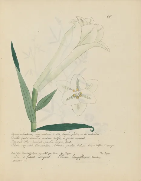 Lilium longiflorum av Jean Baptiste Louis Letellier