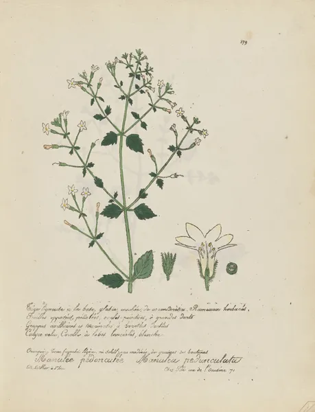 Manulea pedunculata av Jean Baptiste Louis Letellier