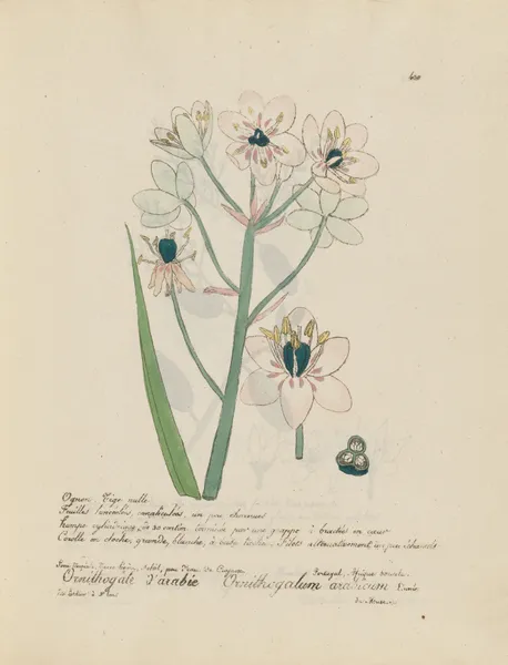Ornithogalum arabicum av Jean Baptiste Louis Letellier