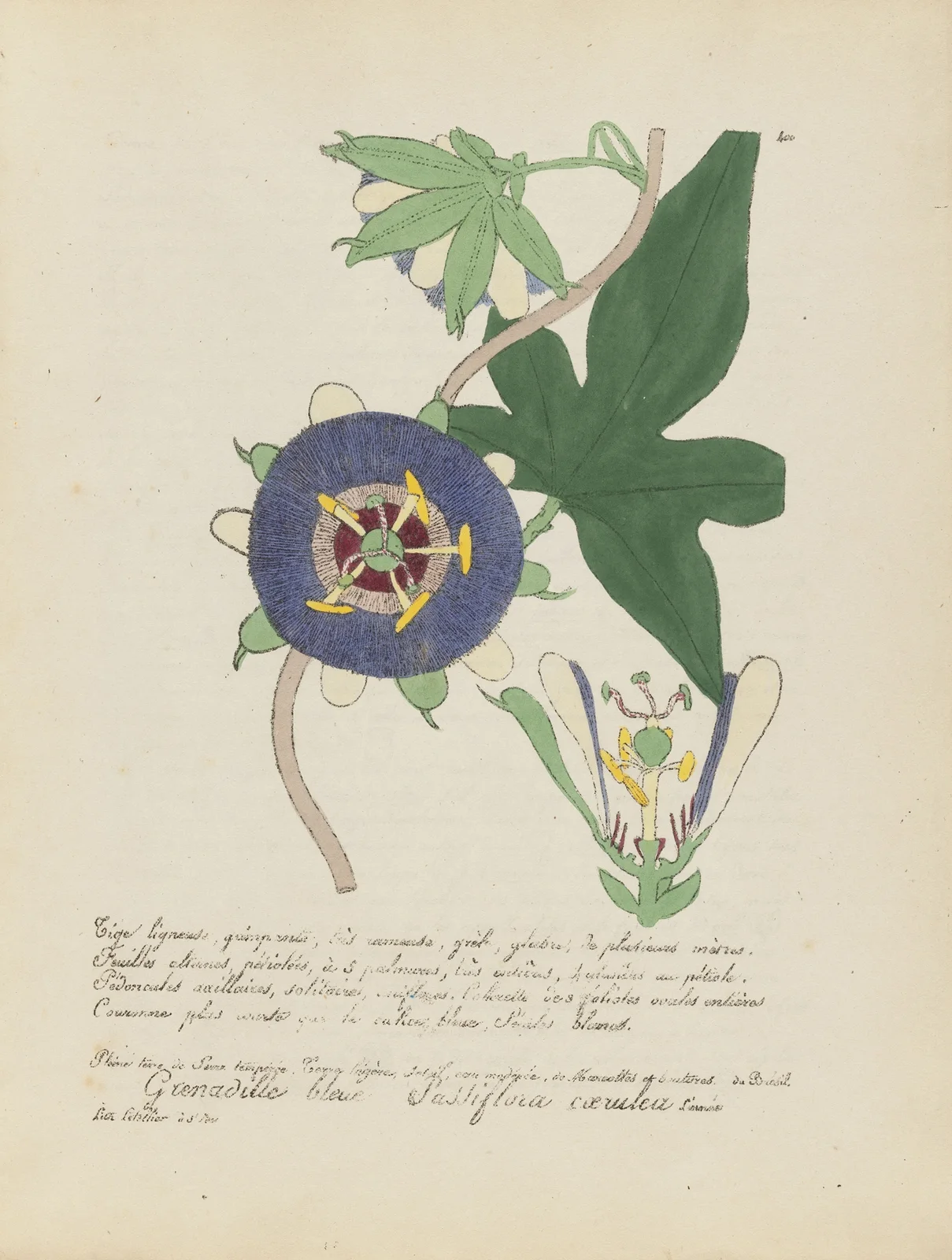 Passiflora caerulea av Jean Baptiste Louis Letellier