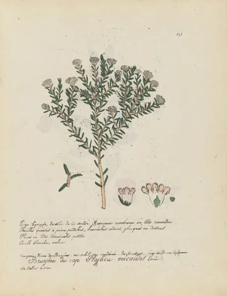 Phylica ericoïdes av Jean Baptiste Louis Letellier