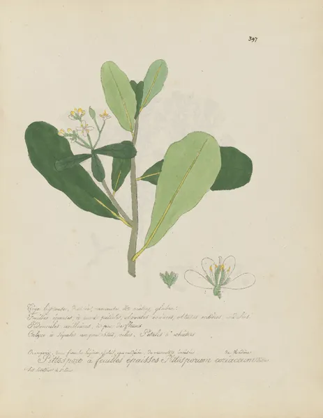 Pittosporum coriaceum av Jean Baptiste Louis Letellier
