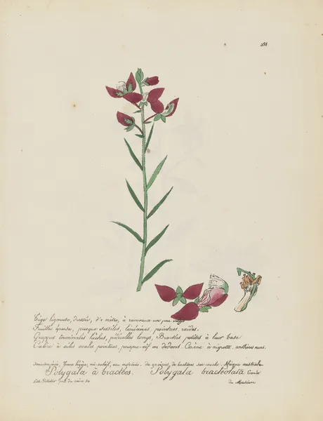 Polygala bracteolata av Jean Baptiste Louis Letellier